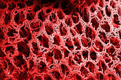 Image: Colored scanning electron micrograph (SEM) of a resin cast of blood vessels, a network of vessels that infiltrate the tissue, supplying it with blood (Photo courtesy of Clouds Hill Imaging).